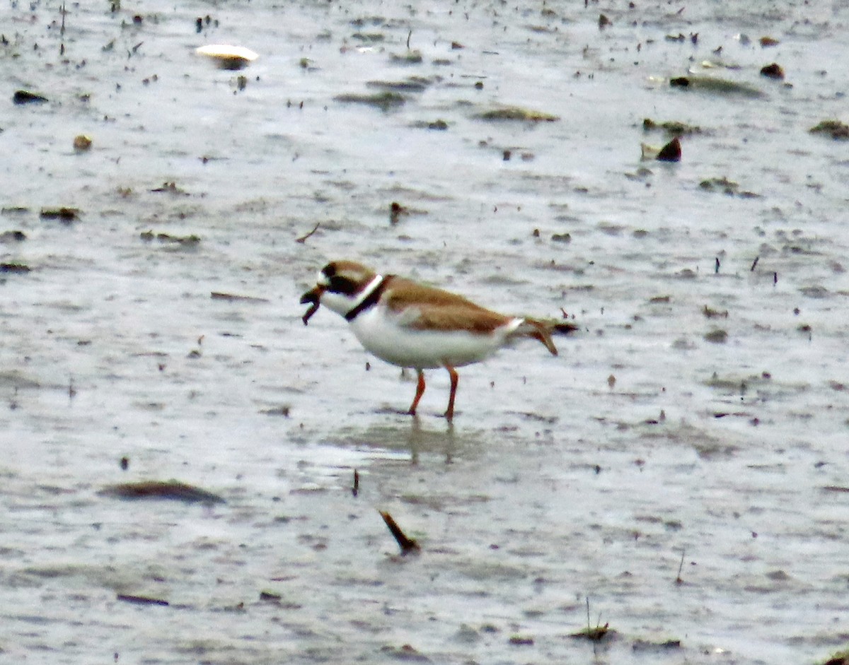 Semipalmated Plover - ML618986692