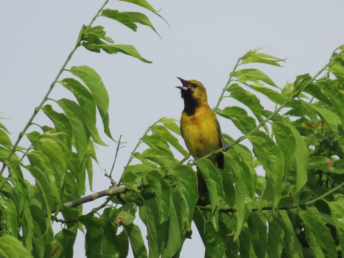 Orchard Oriole - ML618986701