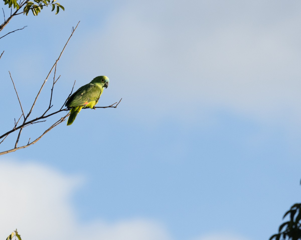 Turquoise-fronted Parrot - ML618986798