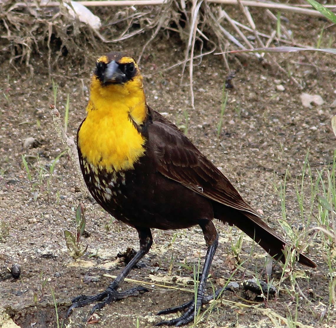 Yellow-headed Blackbird - ML618986806