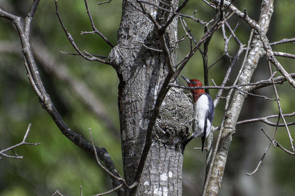 Red-headed Woodpecker - ML618986820