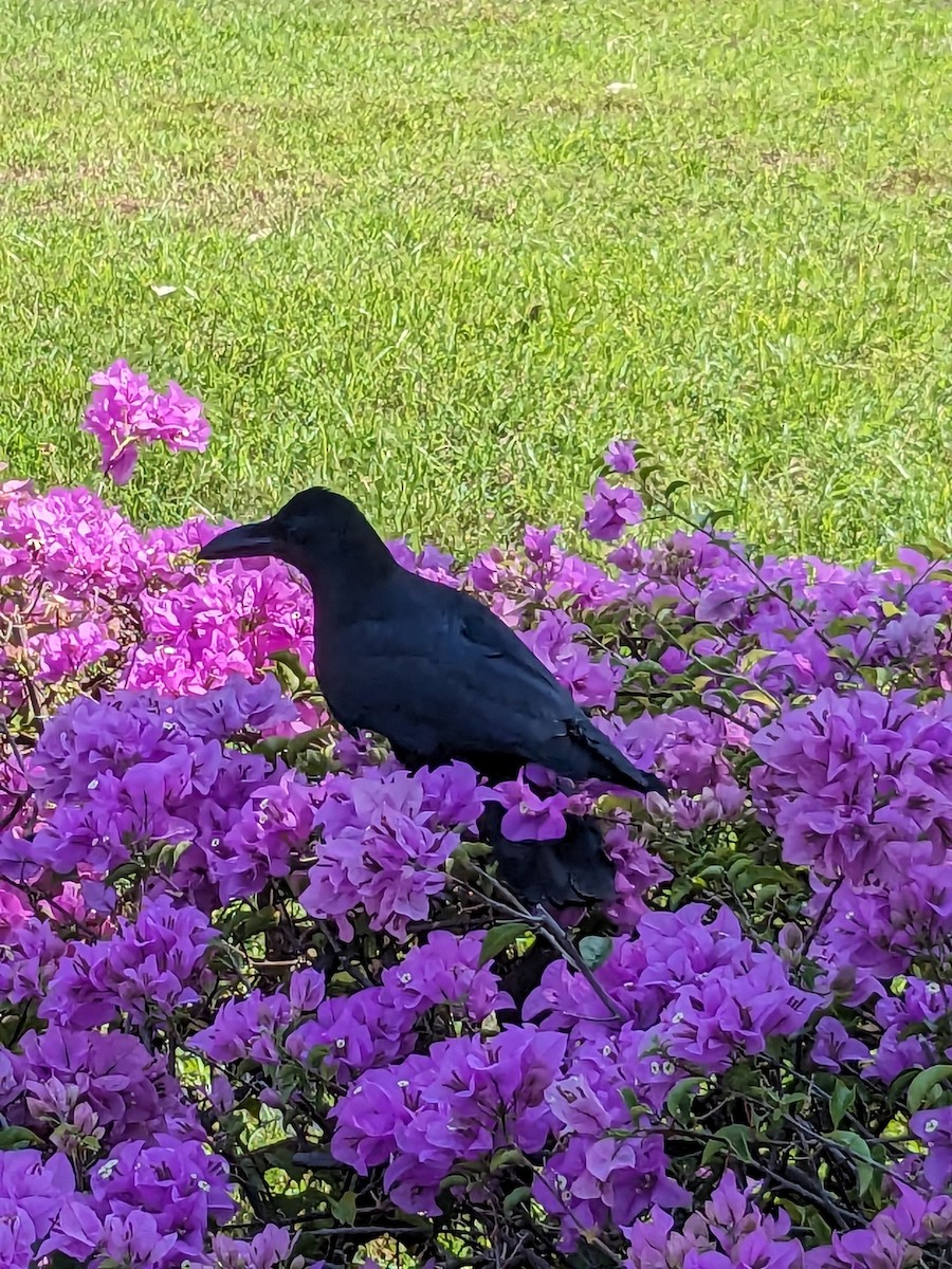 Large-billed Crow - ML618986824