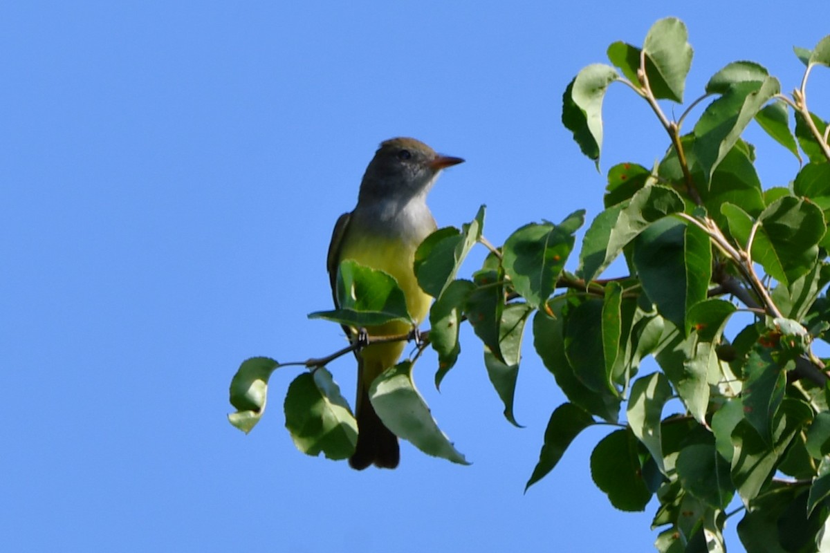 Great Crested Flycatcher - ML618986825