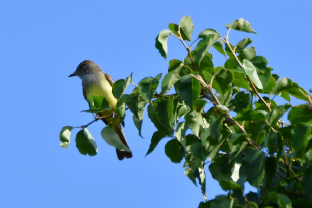 Great Crested Flycatcher - ML618986827