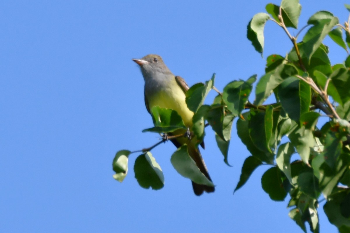 Great Crested Flycatcher - ML618986828