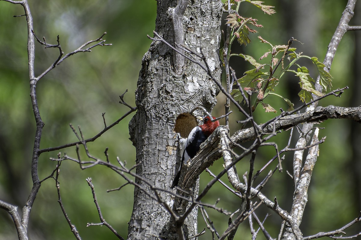 Red-headed Woodpecker - George Roussey