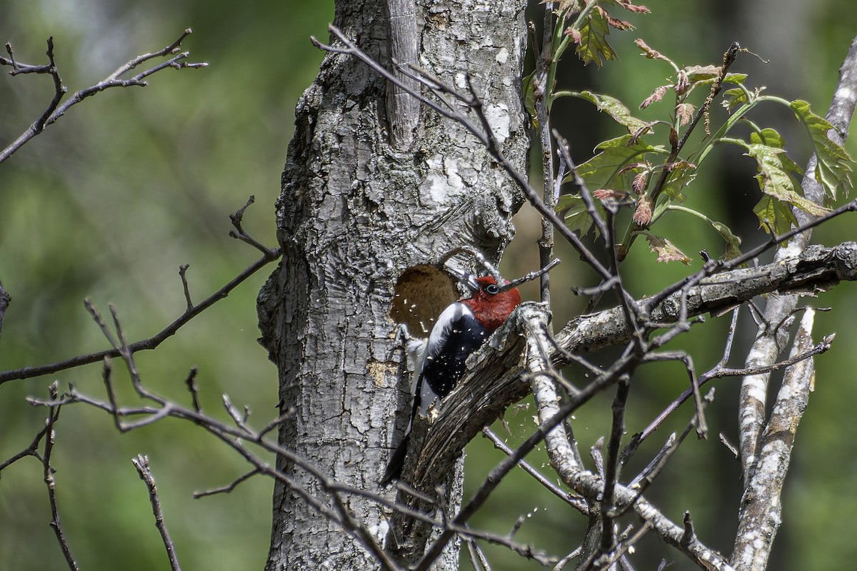 Red-headed Woodpecker - ML618986836