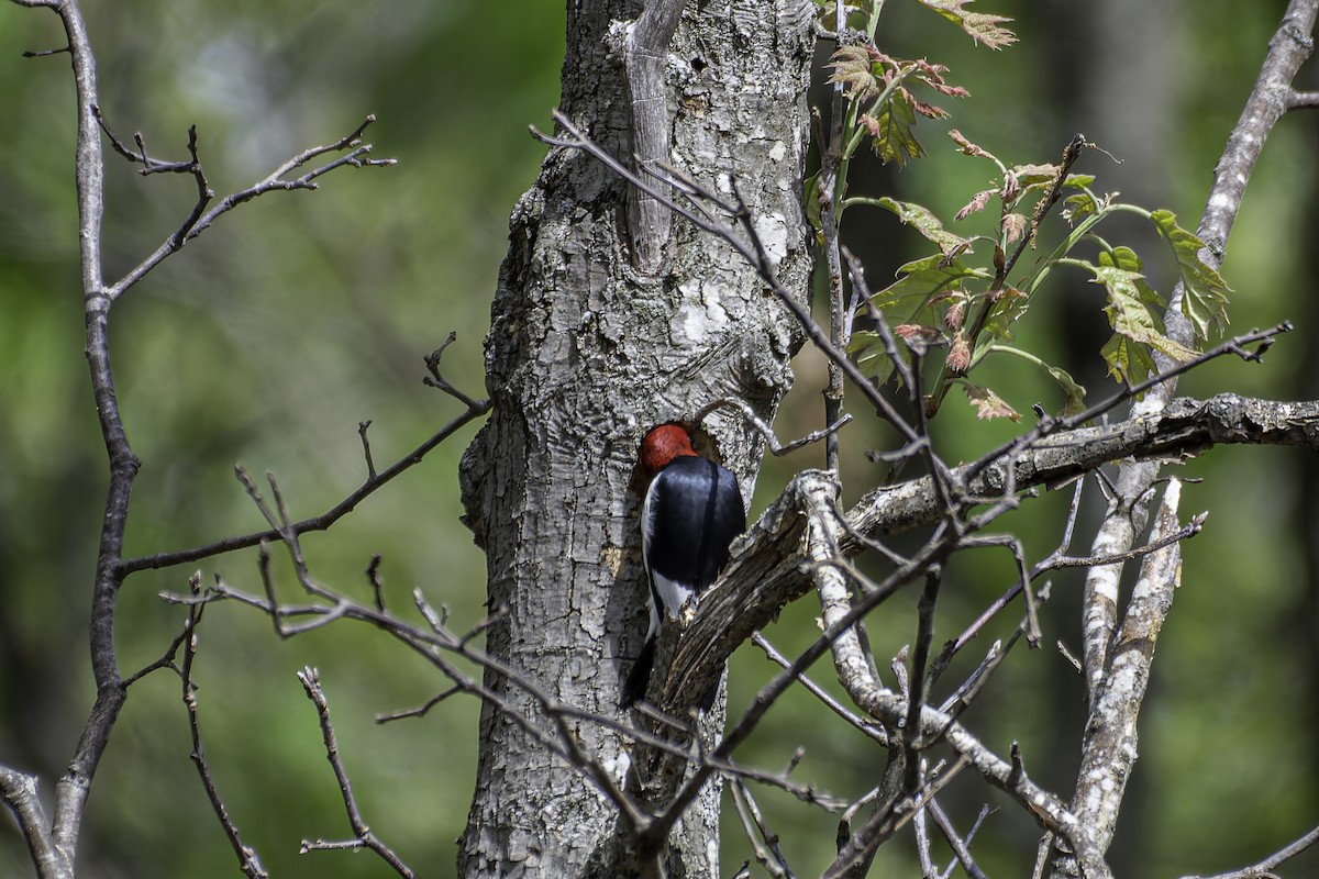 Red-headed Woodpecker - ML618986839