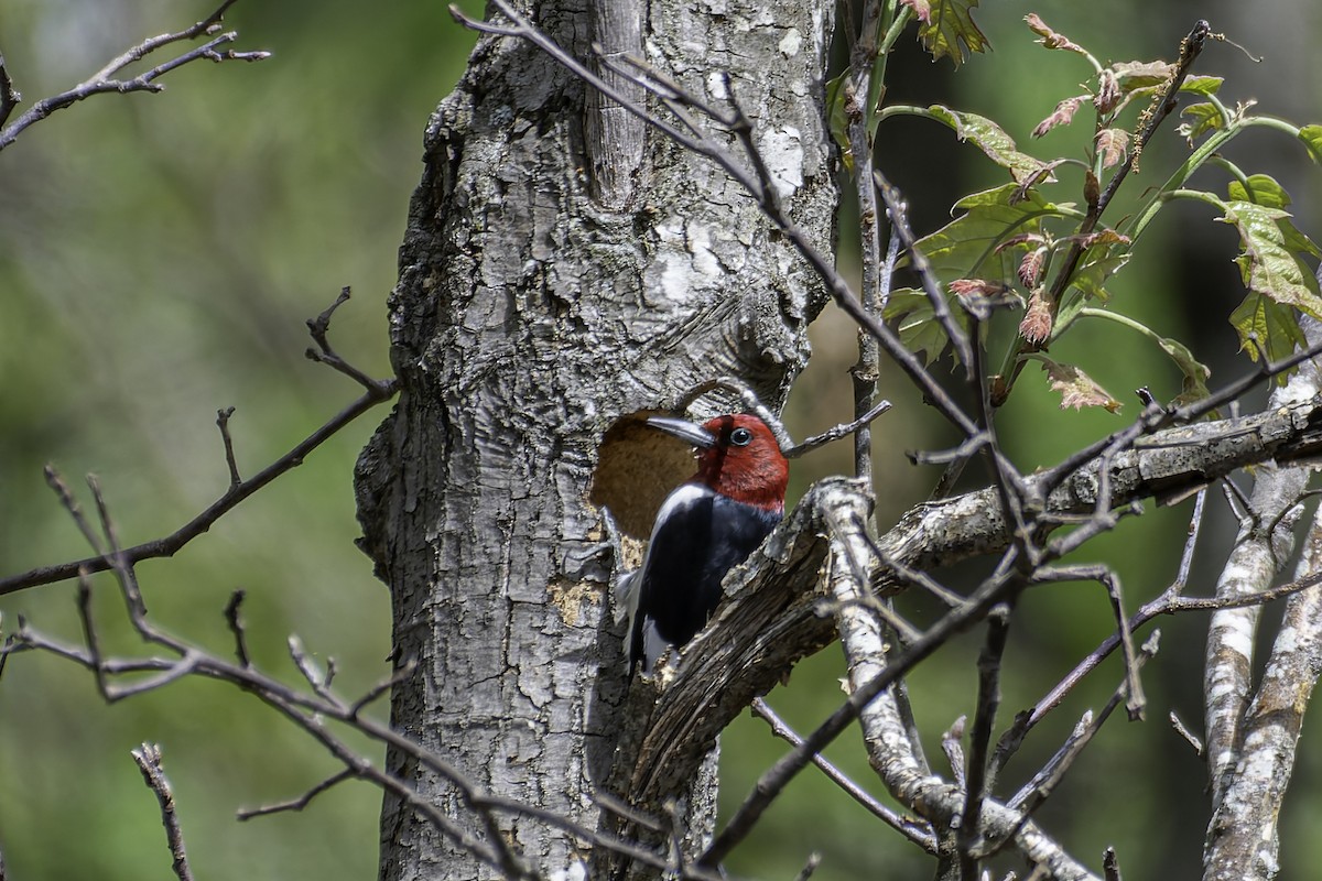 Red-headed Woodpecker - George Roussey