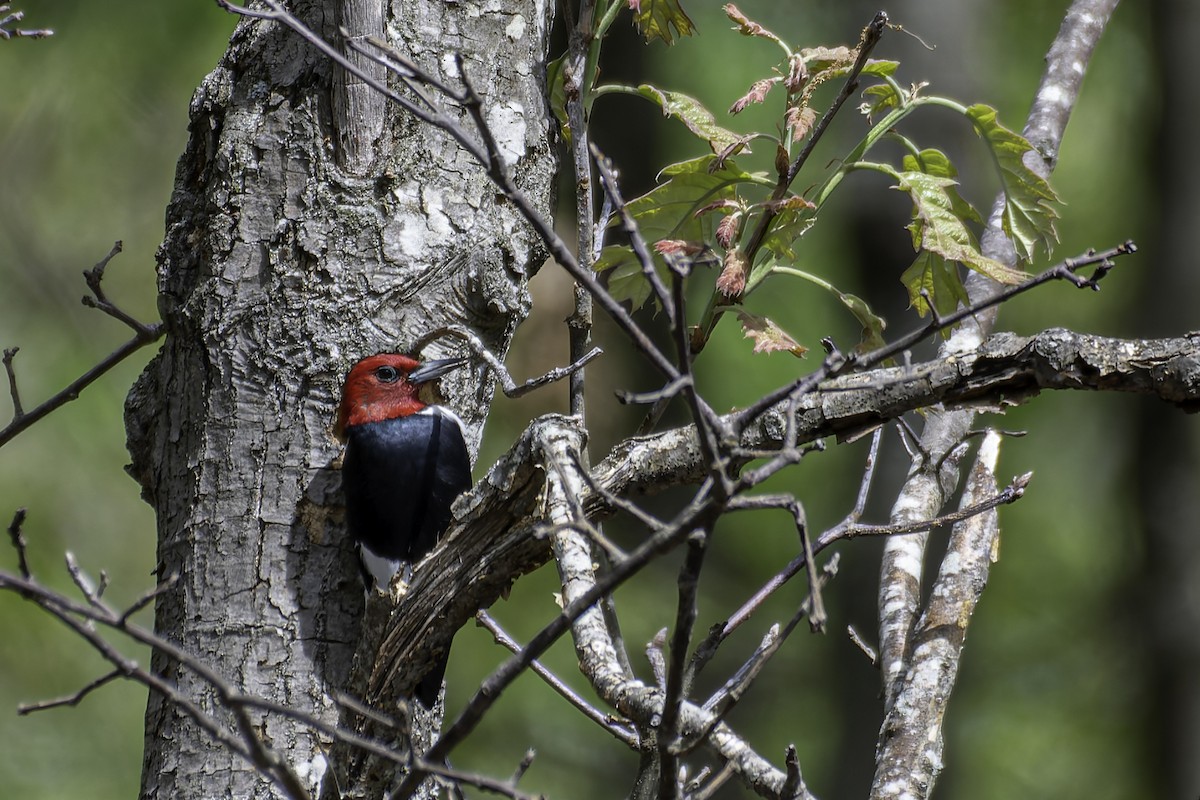 Red-headed Woodpecker - ML618986854