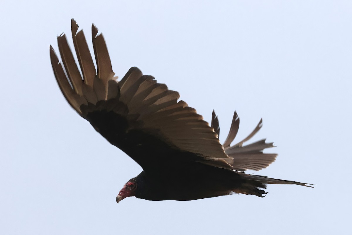 Turkey Vulture (Northern) - ML618986892
