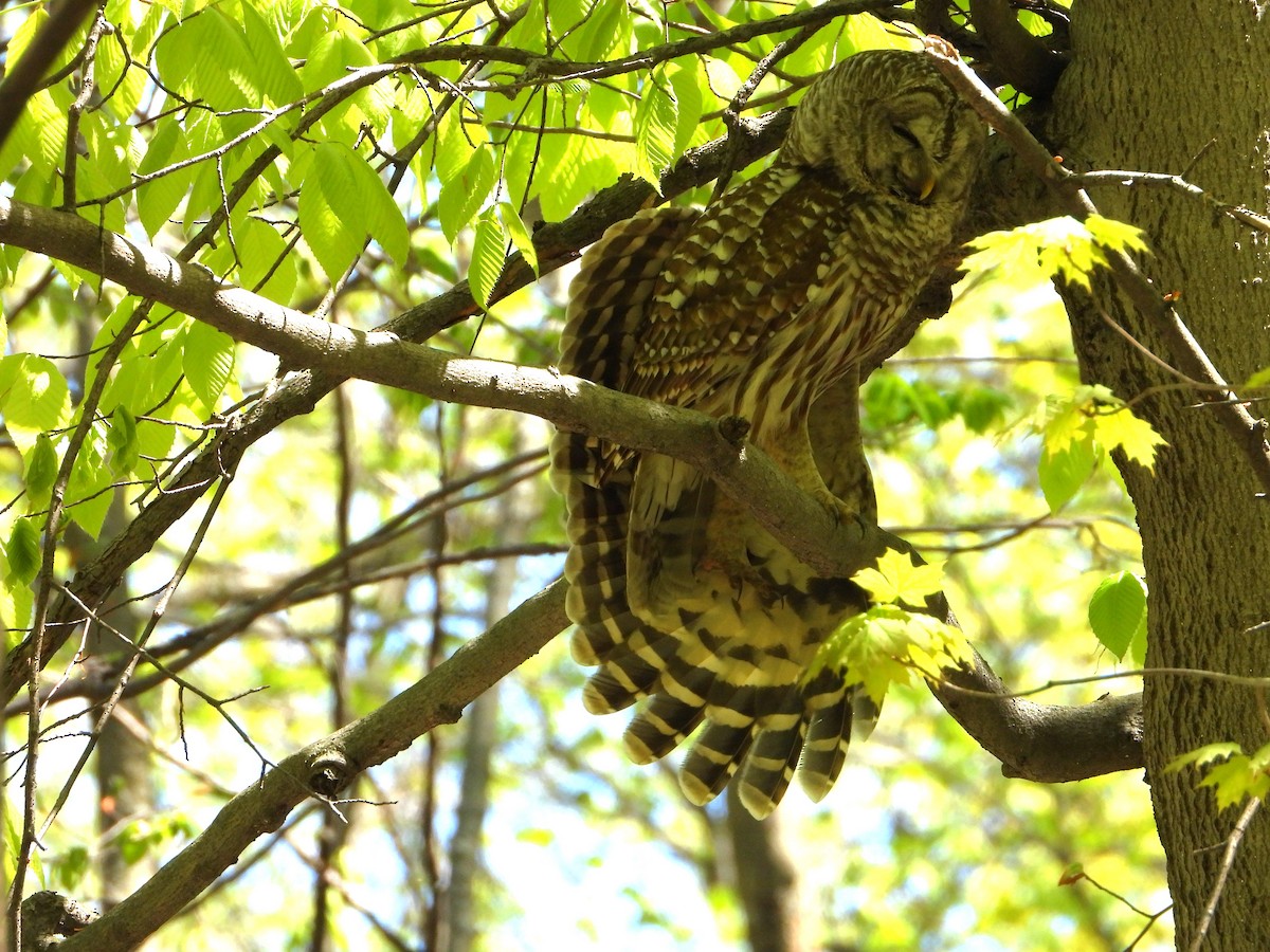 Barred Owl - valerie pelchat