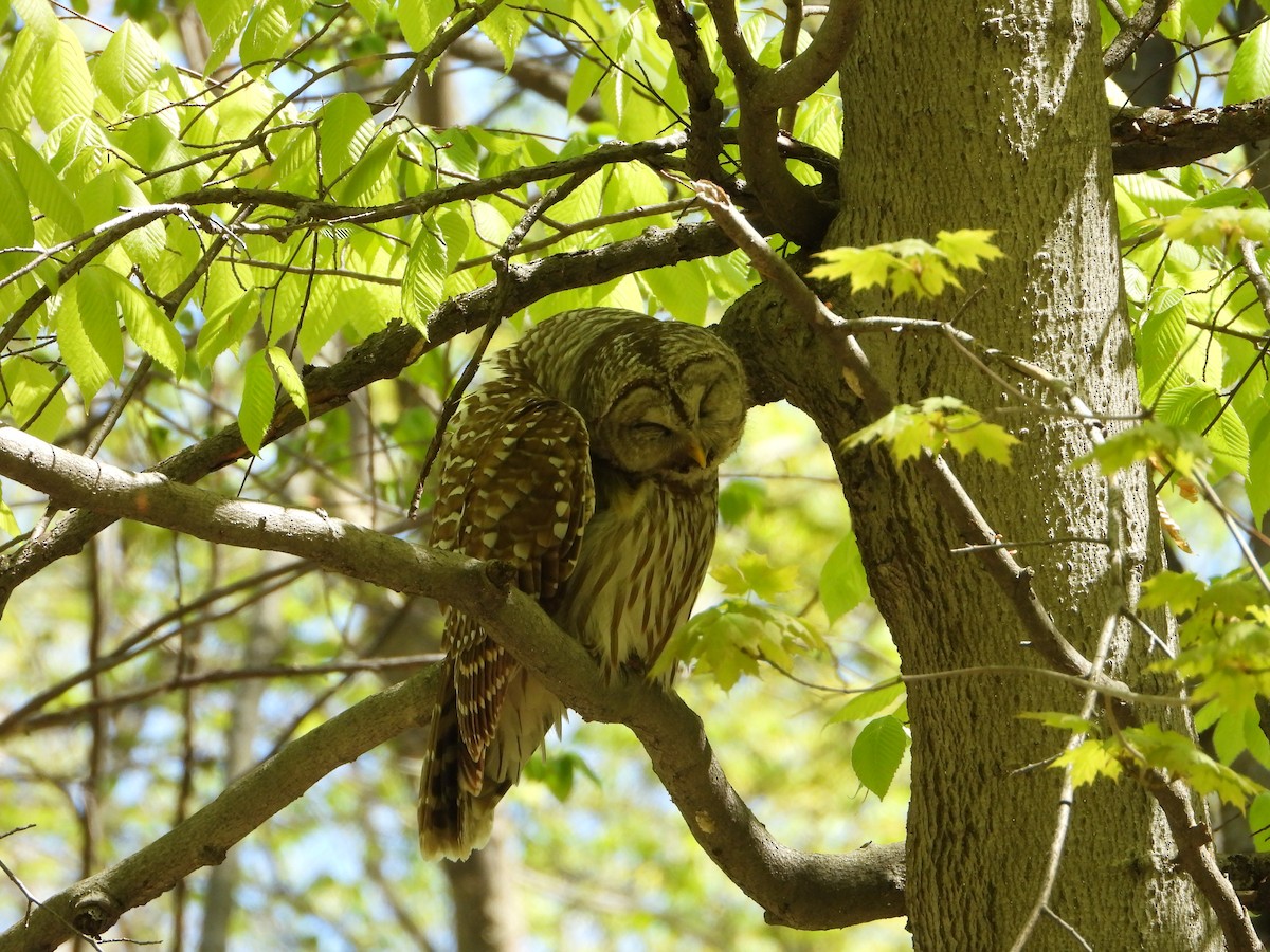 Barred Owl - valerie pelchat