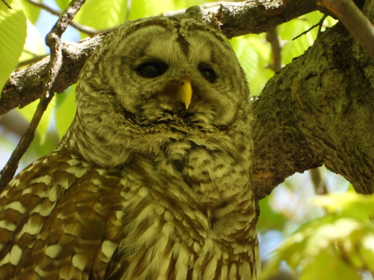 Barred Owl - ML618986944