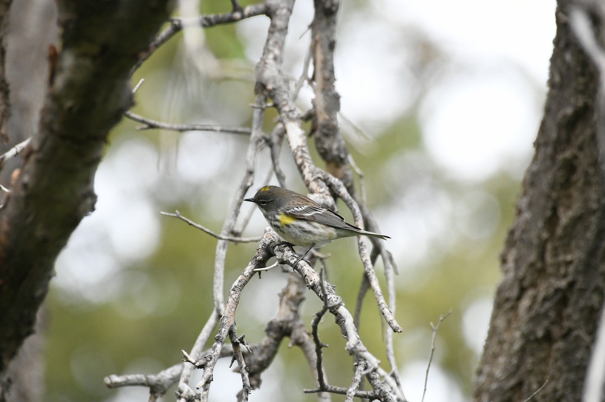 Yellow-rumped Warbler (Myrtle) - michelle trotter