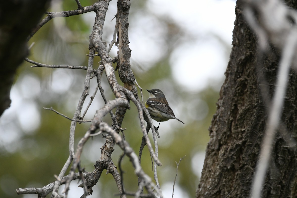 Yellow-rumped Warbler (Myrtle) - michelle trotter