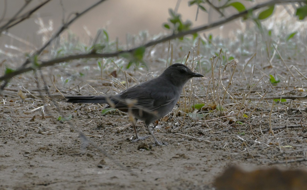 Gray Catbird - michelle trotter