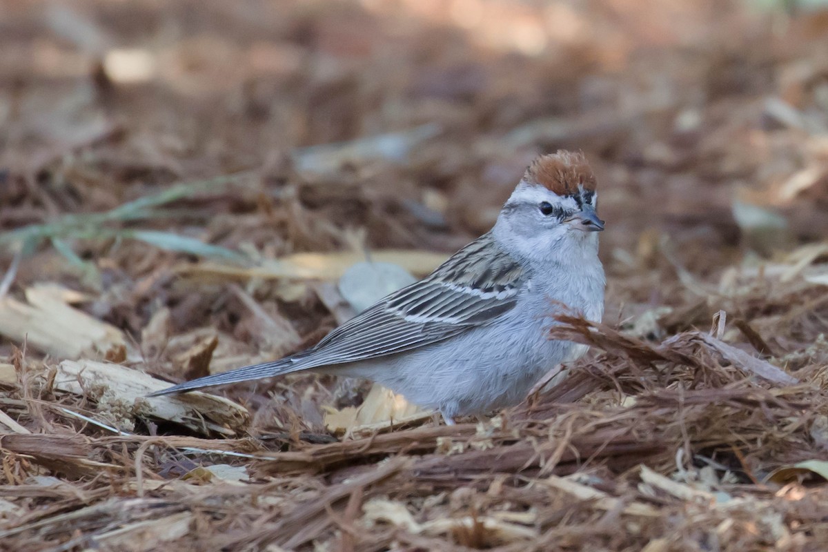 Chipping Sparrow - ML618987086