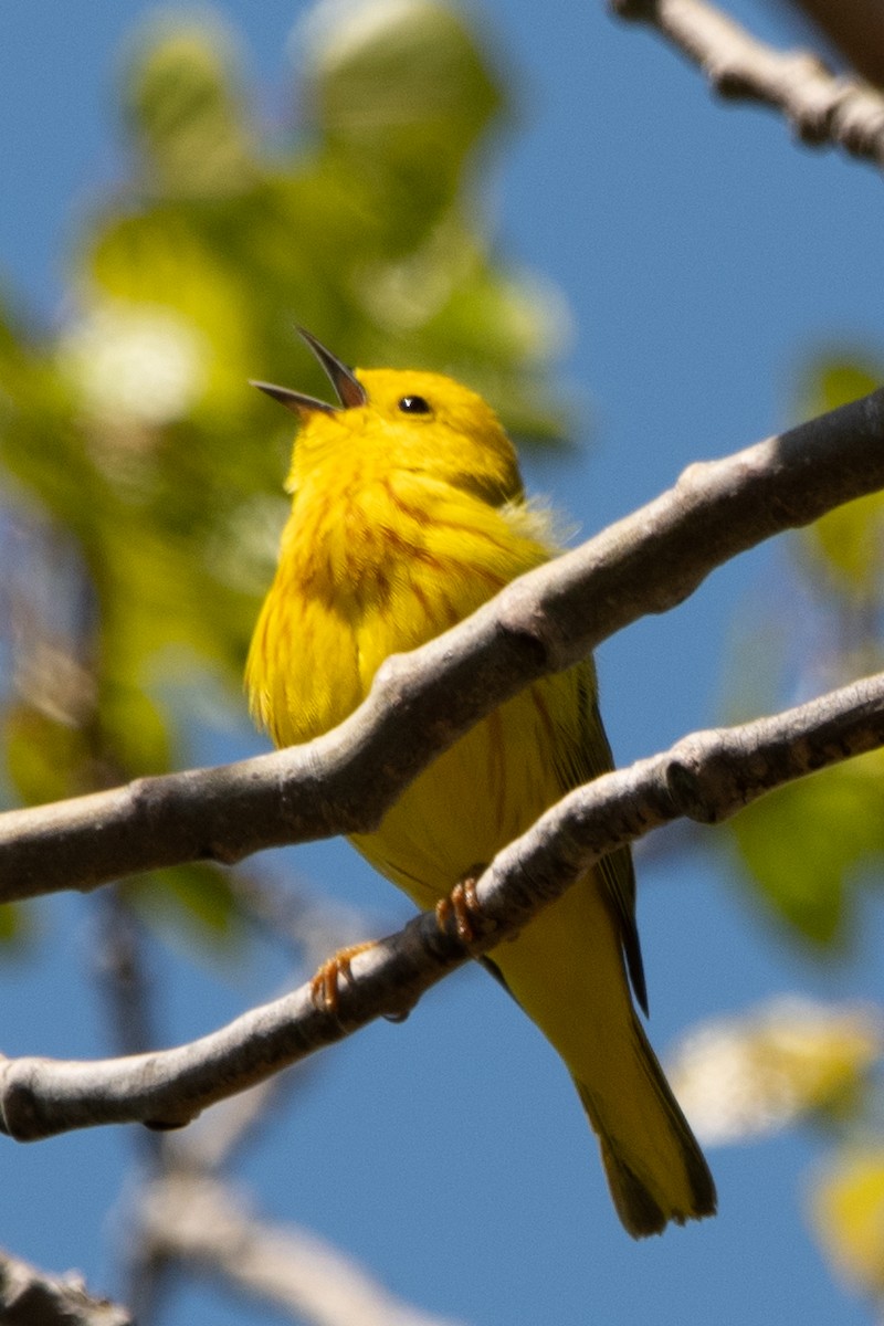 Yellow Warbler - tim goodwin