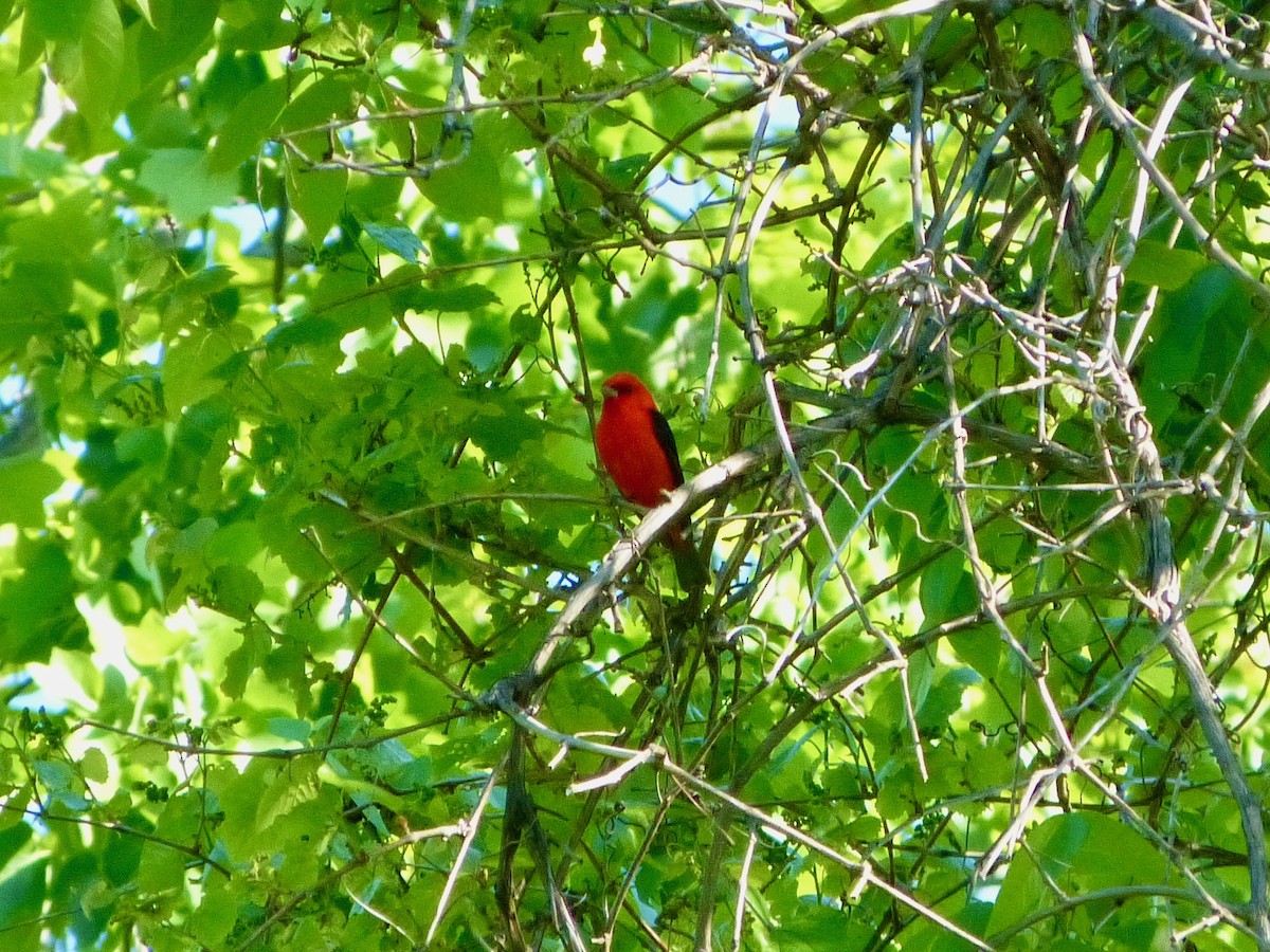 Scarlet Tanager - ML618987131