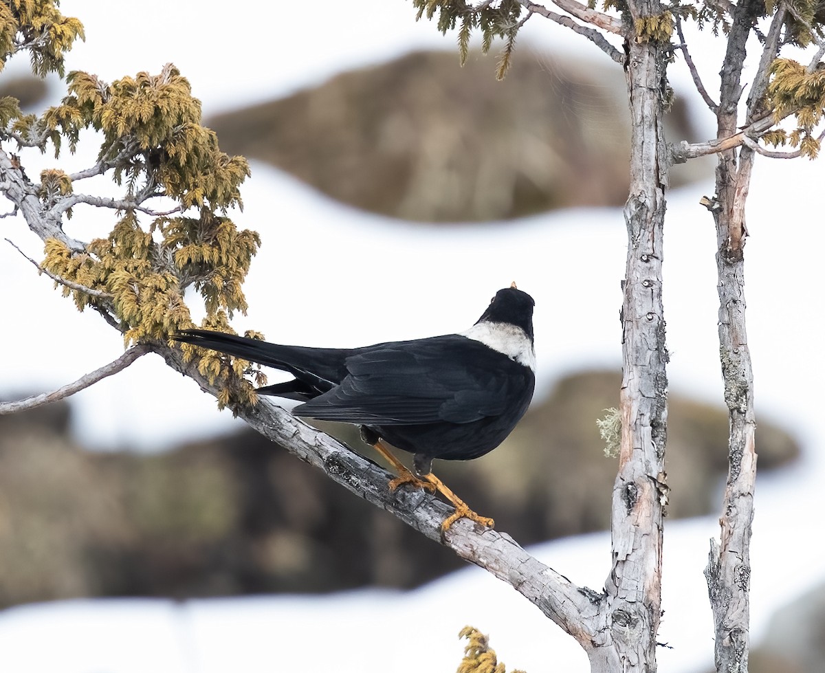 White-collared Blackbird - Peter Seubert