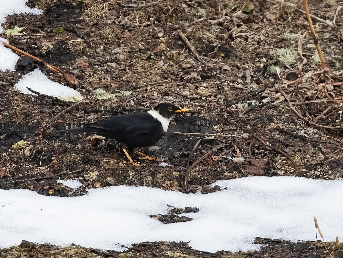 White-collared Blackbird - ML618987138