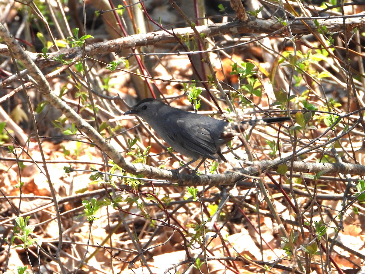 Gray Catbird - valerie pelchat