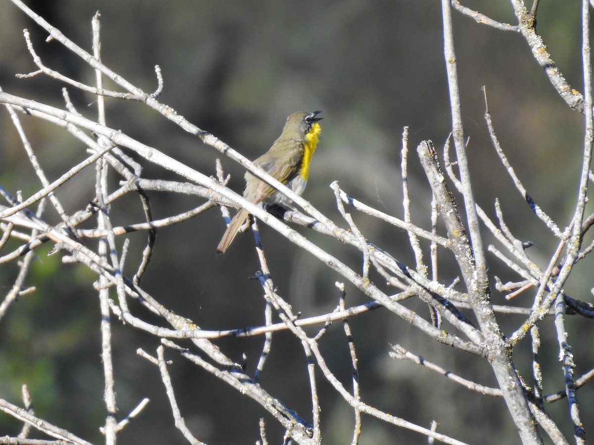 Yellow-breasted Chat - ML618987251
