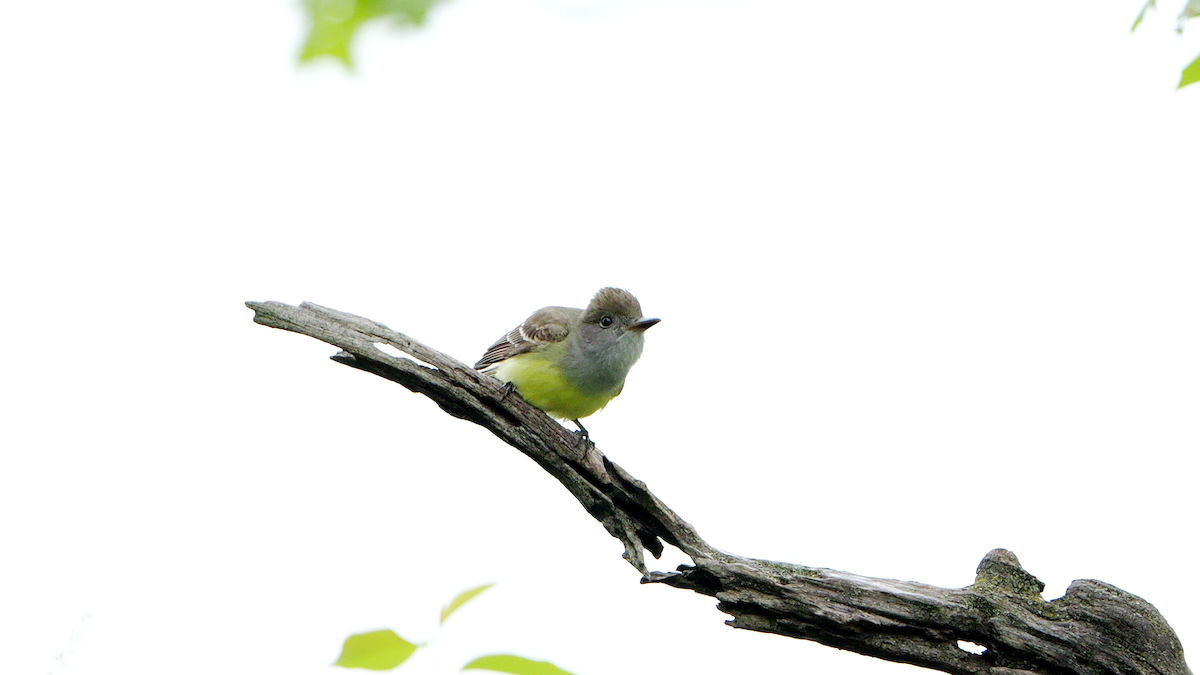 Great Crested Flycatcher - Chris Chappell