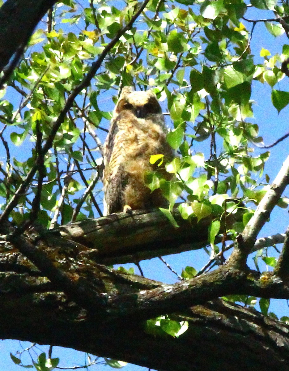 Great Horned Owl - ML618987271