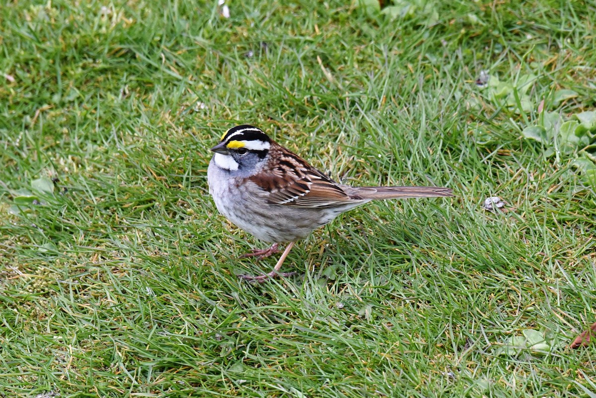 White-throated Sparrow - ML618987273