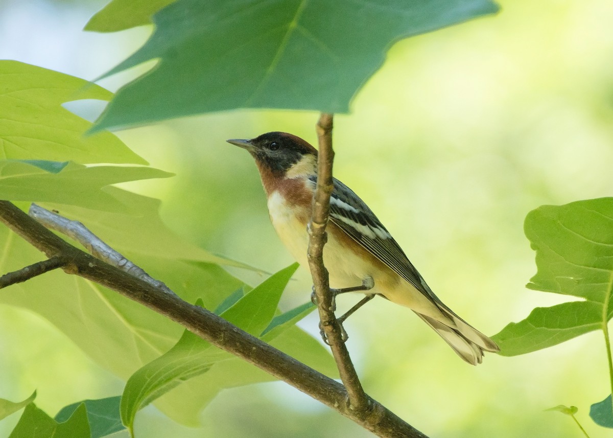 Bay-breasted Warbler - ML618987278