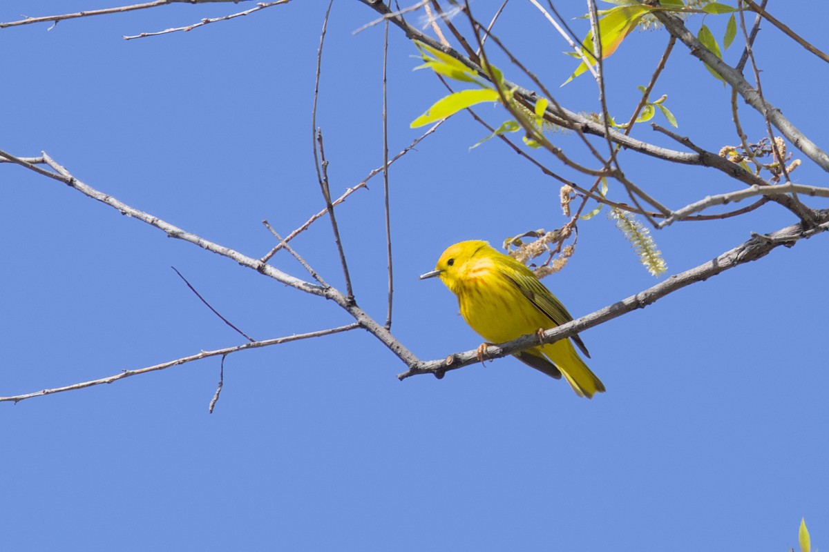Yellow Warbler - ML618987292
