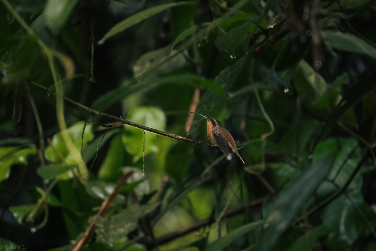 Коричневый колибри-отшельник - ML618987306