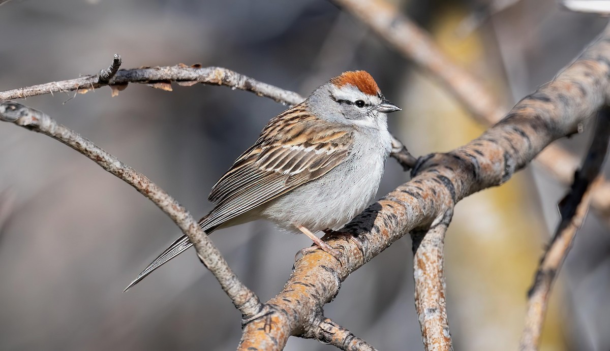 Chipping Sparrow - ML618987313