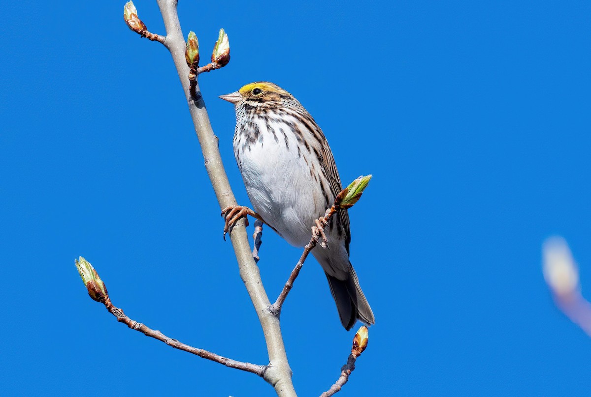 Savannah Sparrow - ML618987324