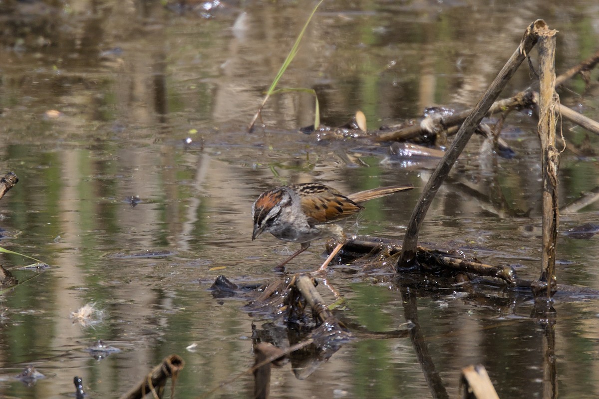 Swamp Sparrow - ML618987333