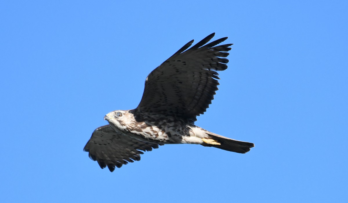 Broad-winged Hawk - michelle trotter