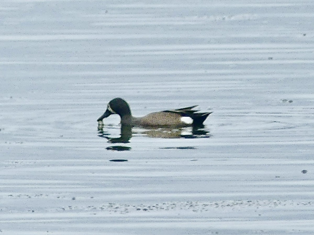 Blue-winged Teal - ML618987385
