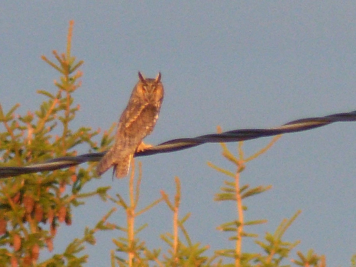Long-eared Owl - ML618987391