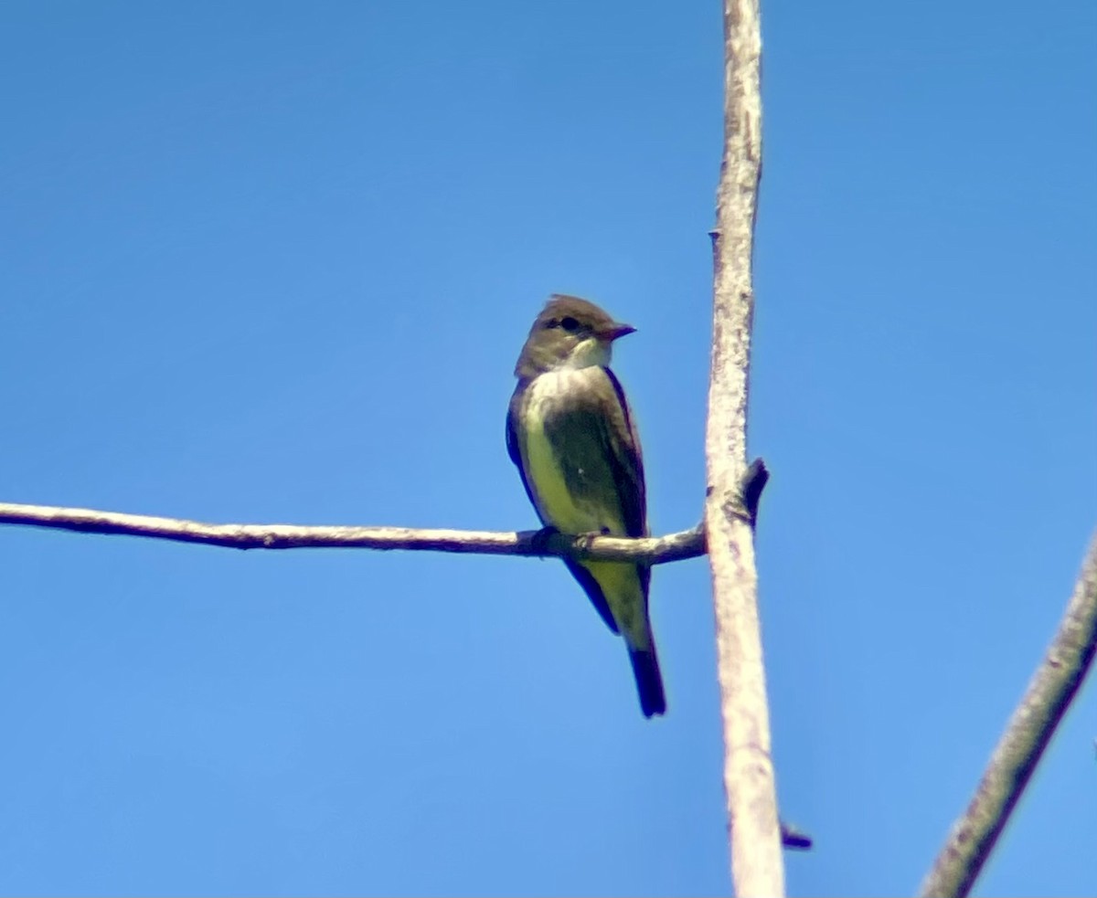Olive-sided Flycatcher - Michael Onel