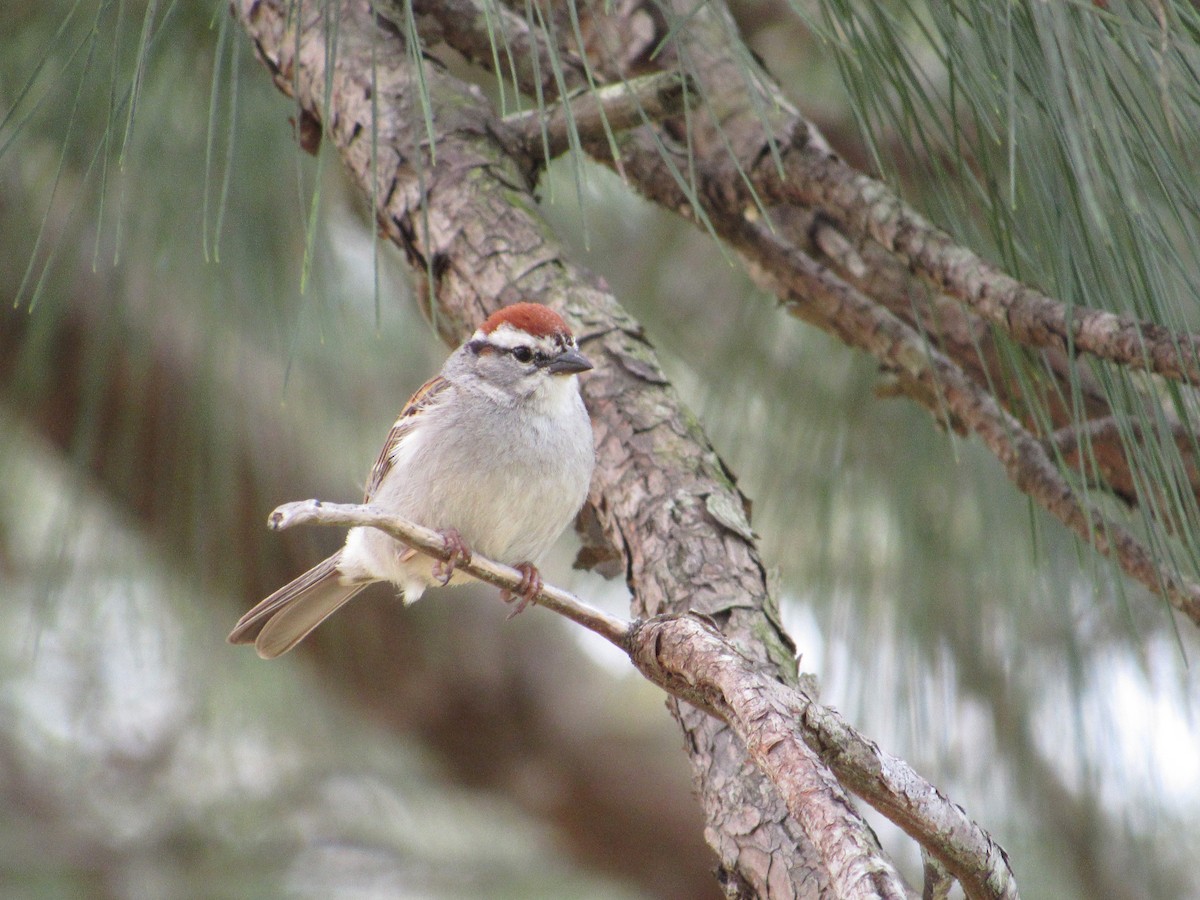 Chipping Sparrow - Timothy Blanchard