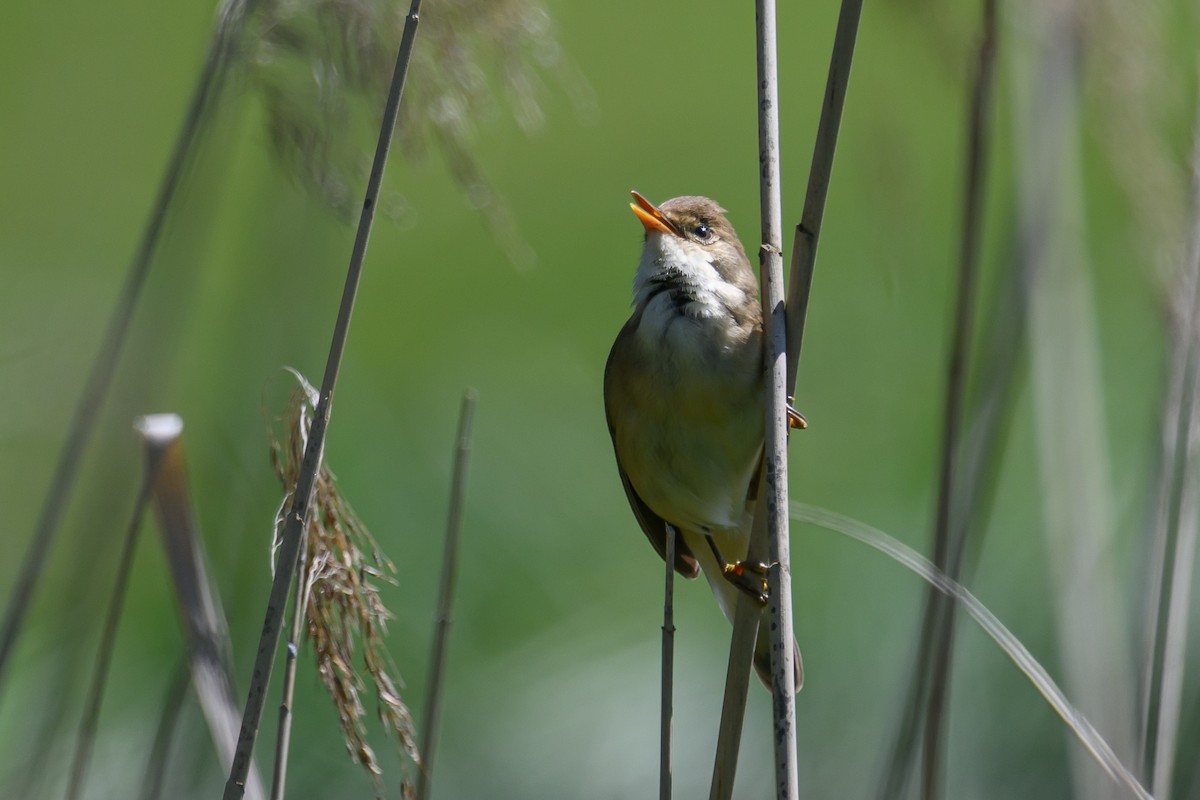Common Reed Warbler - ML618987467