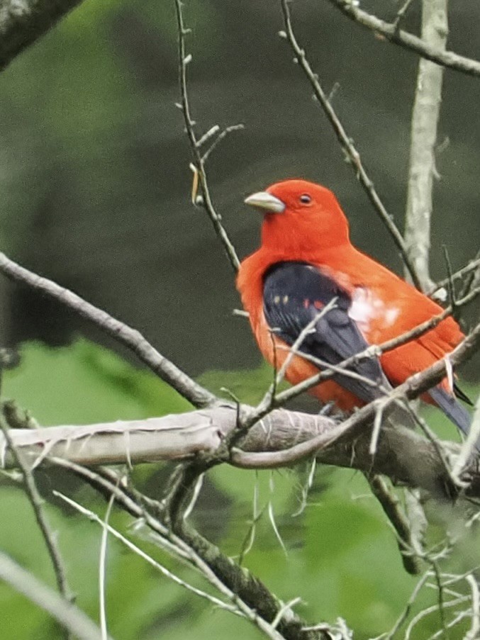 Scarlet Tanager - ML618987473