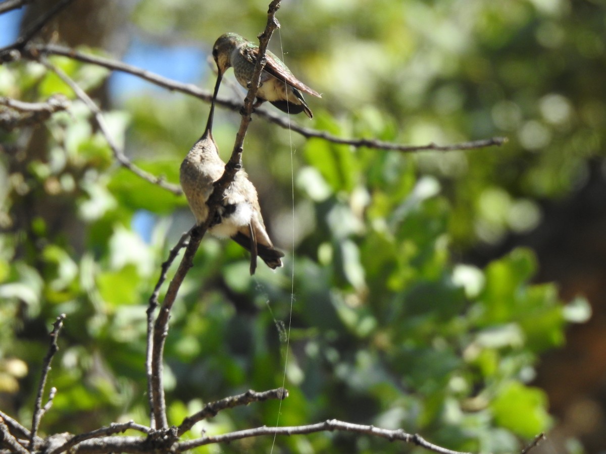 Anna's Hummingbird - ML618987500