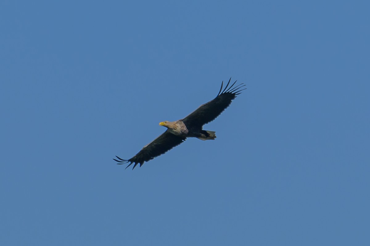 White-tailed Eagle - ML618987513