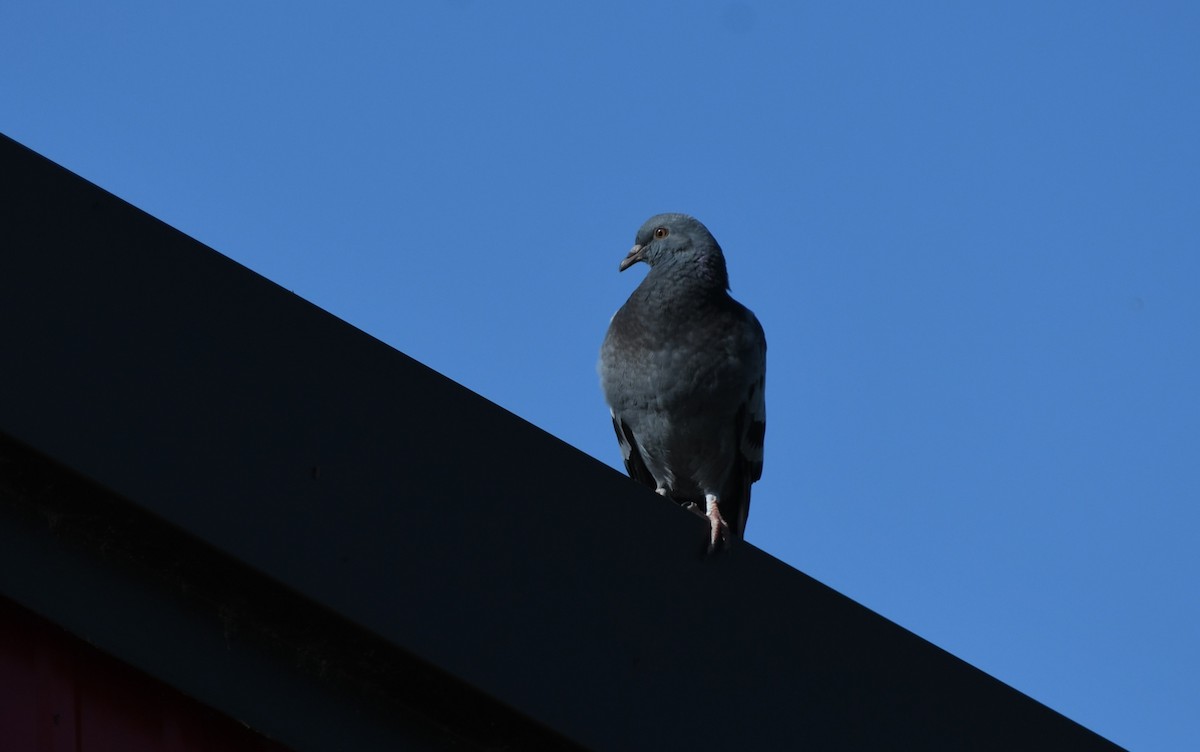 Pigeon biset (forme domestique) - ML618987518