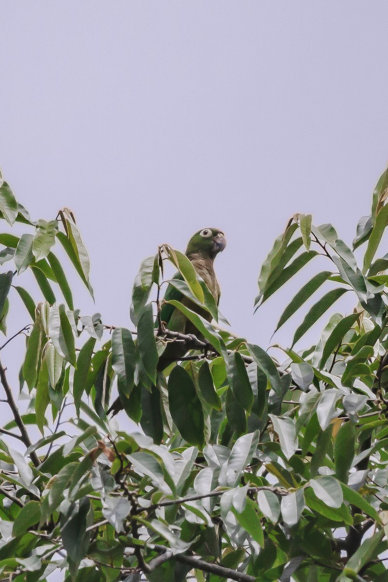 Olive-throated Parakeet - ML618987544