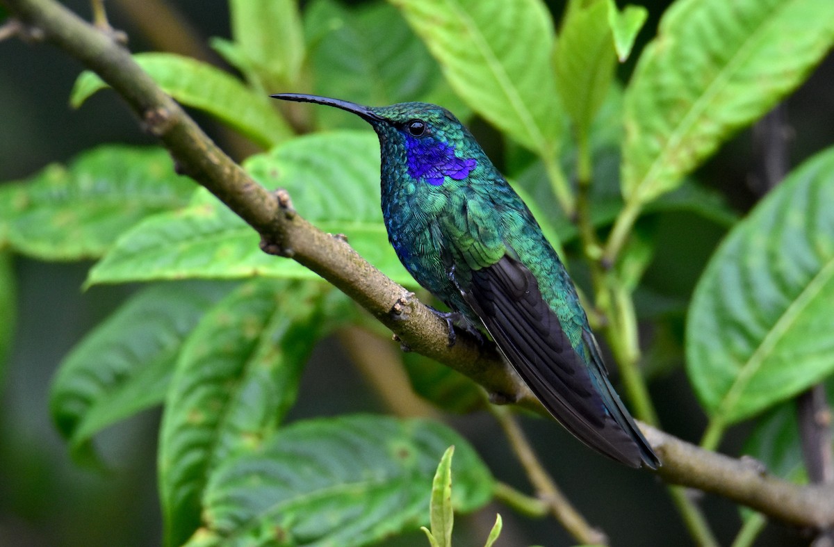 kolibřík modrouchý - ML618987575