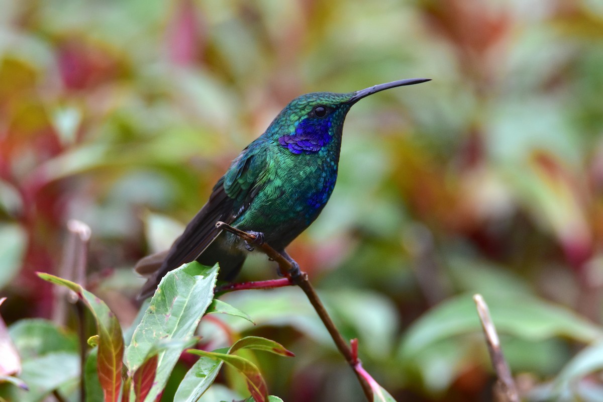 kolibřík modrouchý - ML618987601